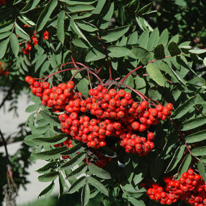 Blackhawk Mountain Ash