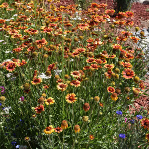 Blanket Flower