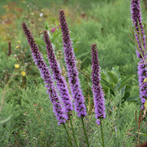 Blazing Star