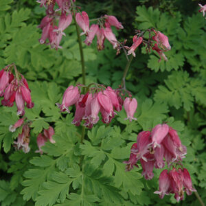 Bleeding Heart