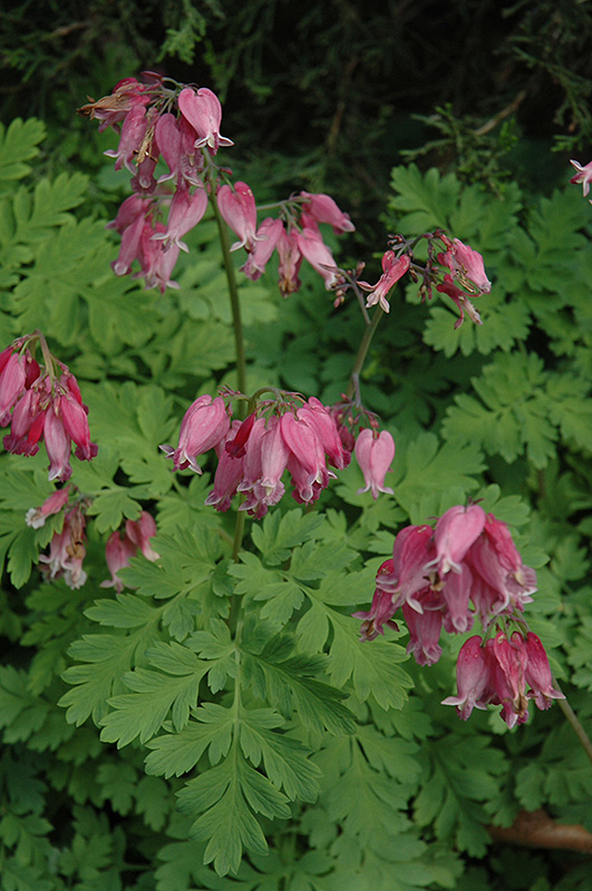 Bleeding Heart