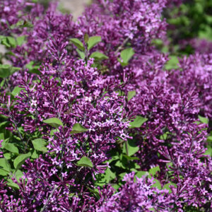 Bloomerang Dark Purple Dwarf Lilac