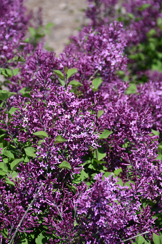 Bloomerang Dark Purple Dwarf Lilac