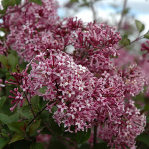 Bloomerang Purple Lilac