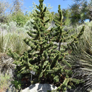 Bristlecone Pine