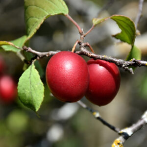 Brookred Plum
