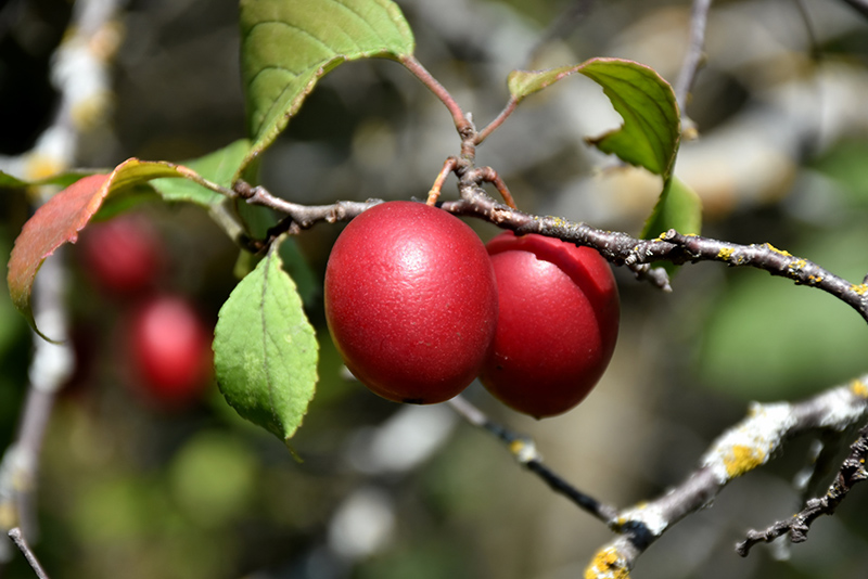 Brookred Plum