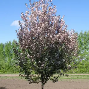 Candy Cane Crabapple