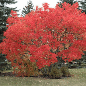 Clump Amur Maple