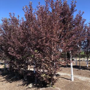 Clump Schubert Cherry