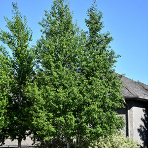 Clump Trembling Aspen