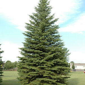 Colorado Spruce