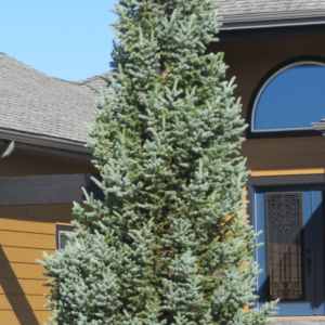 Columnar Blue Spruce