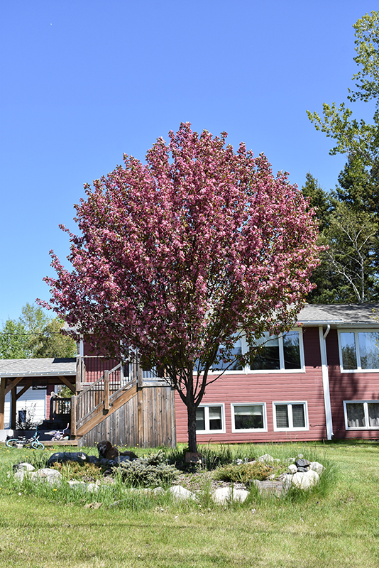 Courageous Flowering Crab - Image 2