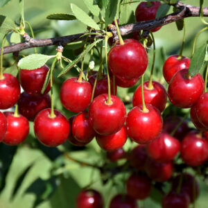 Crimson Passion Cherry