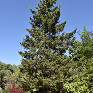 Douglas Fir