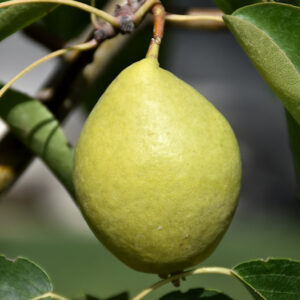 Early Gold Pear