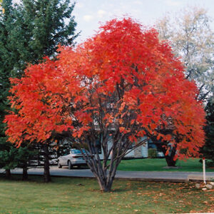 European Mountain Ash