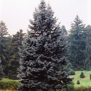 Hoopsii Blue Spruce