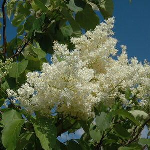 Ivory Silk Tree Lilac