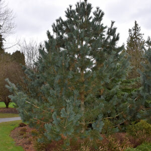 Limber Pine