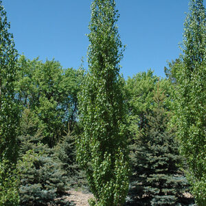 Parkland Pillar Birch
