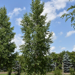 Prairie Dream Paper Birch
