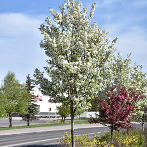 Rosthern Flowering Crab