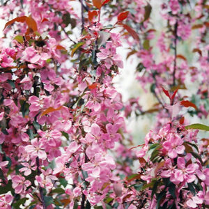 Shaughnessy Cohen Crab