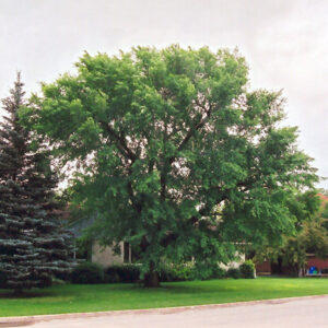 Siberian Elm