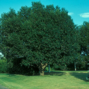 Silver Lake Laurel-Leaf Willow