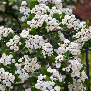 Snowbird Hawthorn