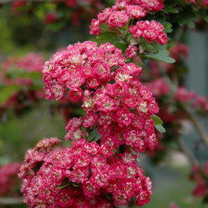 Toba Hawthorn