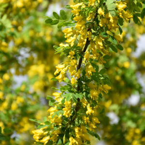 Weeping Caragana