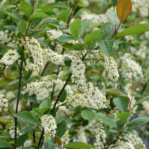 Western Chokecherry
